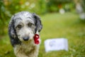 Cute look of an adopted stray dog