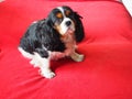 Cute look of a Cavalier King Charles inside an apartment