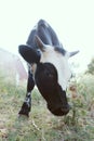 Young longhorn cow in field close up