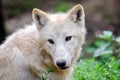 Cute Look of White Arctic Wolf Closeup