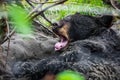 Cute looking black bear getting ready for hibernate sleeping Royalty Free Stock Photo