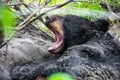 Cute looking black bear getting ready for hibernate sleeping Royalty Free Stock Photo