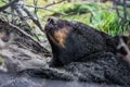 Cute looking black bear getting ready for hibernate sleeping Royalty Free Stock Photo