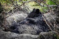 Cute looking black bear getting ready for hibernate sleeping Royalty Free Stock Photo