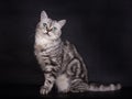 Black Silver Tabby blotched British Shorthair Cat on Black Royalty Free Stock Photo