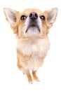 Cute looking Chihuahua on white