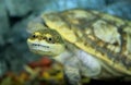 Cute looking Chinese three-striped box turtle Royalty Free Stock Photo