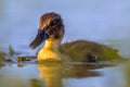 Cute looking duckling swimming in park pond Royalty Free Stock Photo