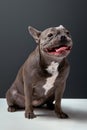 cute looking French Bulldog dog with ears put back and wide grin on happy round face