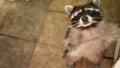 Cute looking. Funny sneaky conniving raccoon standing on hind legs with hands