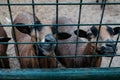 Cute looking goats or sheep in a cage asking for food. Caged captive animals held prisoners in a zoo or on a farm. Group of young Royalty Free Stock Photo