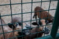 Cute looking goats smiling in a cage asking for food. Caged captive animals held prisoners in a zoo or on a farm. Group of young Royalty Free Stock Photo