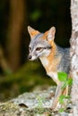 Cute looking gray fox isolated close up portrait