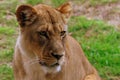Cute looking lioness