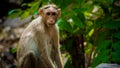 Cute Monkey on forest Royalty Free Stock Photo