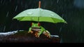 Red eyed green frog with umbrella in a tree branch