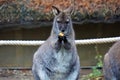 Cute looking red-necked wallaby eating