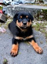 Cute looking Rottweiler black dog puppy