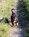 Cute looking Rottweiler black dog puppy