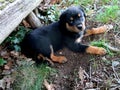 Cute looking Rottweiler black dog puppy