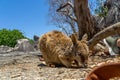 cute looking wallaby trustfully eats food from one hand Royalty Free Stock Photo