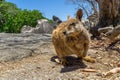 Cute looking wallaby trustfully eats food from one hand Royalty Free Stock Photo