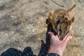 Cute looking wallaby trustfully eats food from one hand Royalty Free Stock Photo