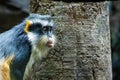 Cute looking Wolf`s mona monkey portrait Royalty Free Stock Photo