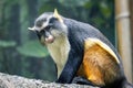 Cute looking Wolf`s mona monkey portrait Royalty Free Stock Photo