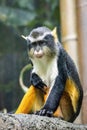Cute looking Wolf`s mona monkey portrait Royalty Free Stock Photo