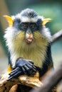 Cute looking Wolf`s mona monkey portrait Royalty Free Stock Photo