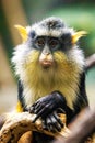 Cute looking Wolf`s mona monkey portrait Royalty Free Stock Photo