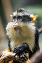 Cute looking Wolf`s mona monkey portrait Royalty Free Stock Photo