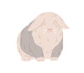 Cute lop angora rabbit. Happy fuzzy ram bunny standing. Domestic animal with fluffy fur on eyes. English coney pet. Flap