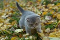 Cute lop-eared little blue kitten in the grass with yellow fallen leaves in autumn close-up