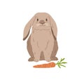 Cute lop rabbit. Happy bunny sitting near carrot. Domestic animal with fluffy fur. Adorable fuzzy coney pet. Flap-eared