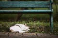 Cute lost cat sleeping under green bench Royalty Free Stock Photo