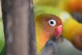 Beautifulyellow parrot lovebird on branch of tree