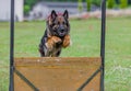 Cute lovely beautiGerman shepherd dog jumping over the fence during the training in the park Royalty Free Stock Photo