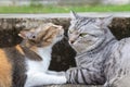 Cute and lovely calico female cat kissing male american shorthair cat on the ground at the city road. love and romantic moments.