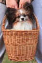 Cute, lovely and clever little furry dog papillon sit in wicker hand small basket which hold girl hands. He has black long fur on Royalty Free Stock Photo