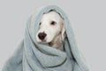 CUTE DOG WITH BLUE EYES WRAP WITH A COLORED TOWEL WAITING FOR A BATH WITH A SAD EXPRESSION. ISOLATED AGAINTS GRAY BACKGROUND Royalty Free Stock Photo