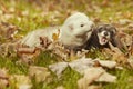 Ferret couple relexing in autumn leaves in park