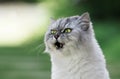 Cute lovely grey cat with green eyes and open mouth hiccups. Pet hiccups