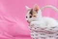 Cute and lovely kitten is sitting in a white wicker basket on a pink background. Place for text. Pets Royalty Free Stock Photo