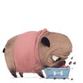 cute lovely little pug in pink sweater eat