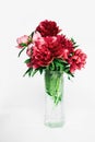 Cute and lovely peony Royalty Free Stock Photo