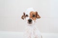 cute lovely small dog wet in bathtub, clean dog with funny foam soap on head. Pets indoors