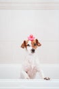 cute lovely small dog wet in bathtub, clean dog with funny pink toy duck on head. Pets indoors Royalty Free Stock Photo