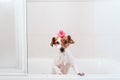 cute lovely small dog wet in bathtub, clean dog with funny pink toy duck on head. Pets indoors Royalty Free Stock Photo